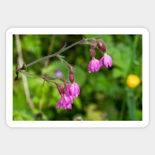 English Red Campion and raindrops Sticker